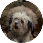 Chipper