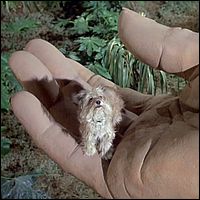 Chipper in Seven Little Indians