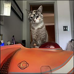 16.5" Spindrift Build with Giant Cat