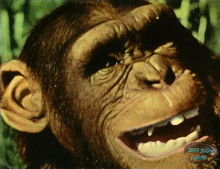 Animal World Chimpanzee