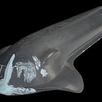 4 Window Seaview Prototype